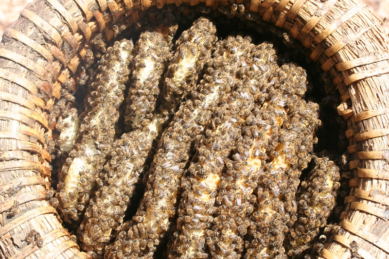 Stlper mit Naturwabenbau